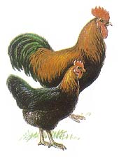 породы кур Московская курица
