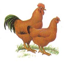 породы кур нью-гемпшир курица